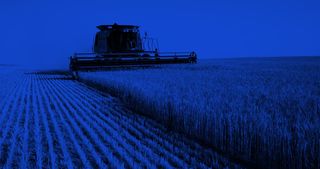 Green combine harvester driving through a field of wheat, harvesting and separating the grains—includes blue color filter over top.