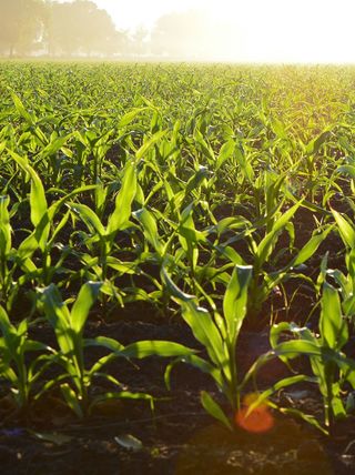 Close up of a cornfield with the sun shining through, representing the breadth of Nelson's work.